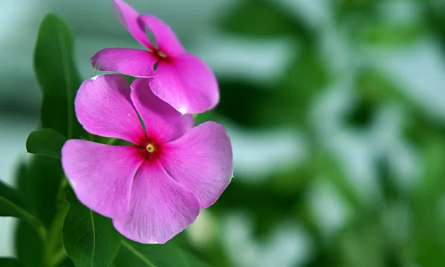 🌏 Which Place Is the Place of Truth Within the Mind | Master Woo Myung | Santa Clara Meditation