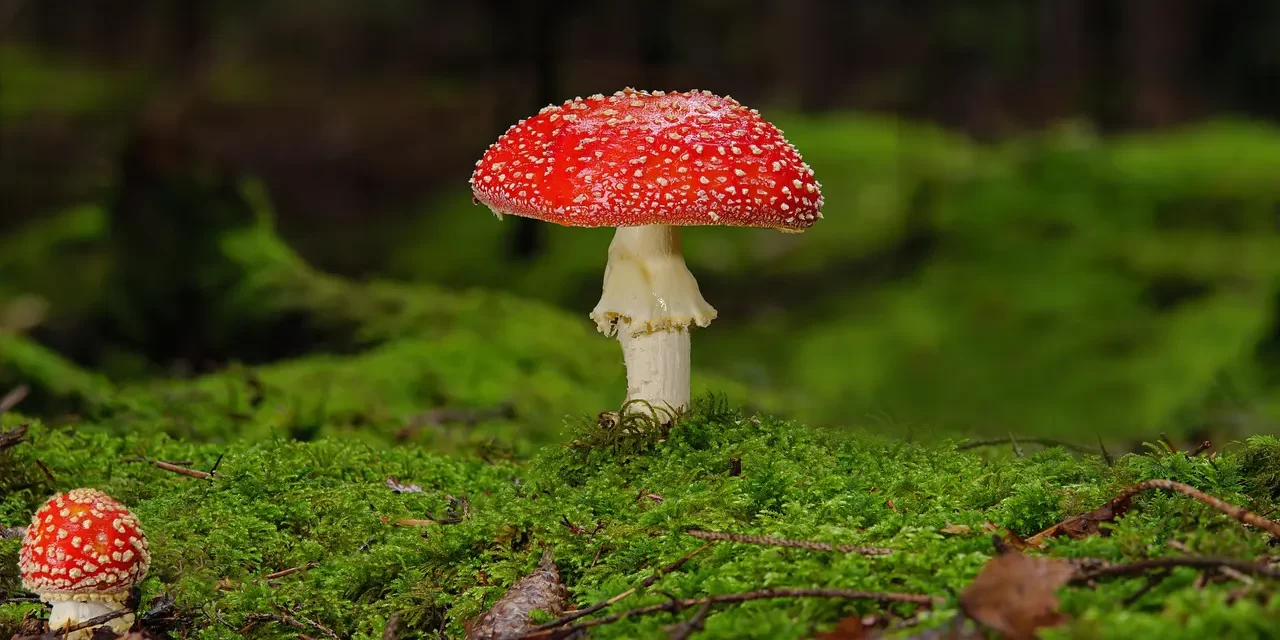 ⚖️ The Devil: God Truth Mind Discrimination Wisdom Enlightenment | Master Woo Myung | Santa Clara Meditation