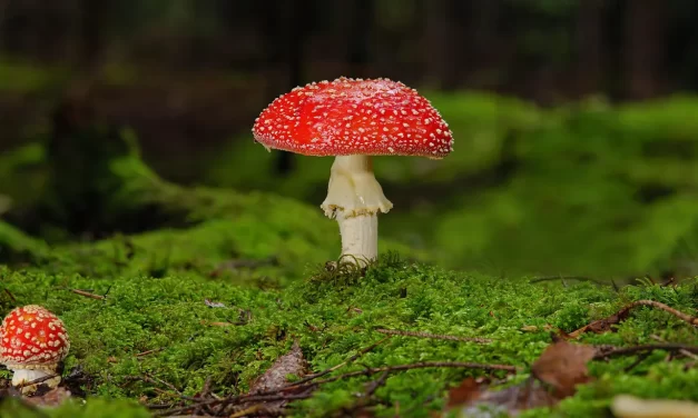 ⚖️ The Devil: God Truth Mind Discrimination Wisdom Enlightenment | Master Woo Myung | Santa Clara Meditation