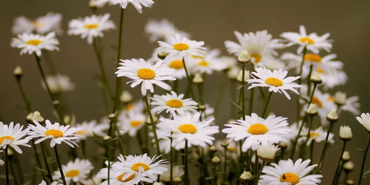 🌌 To Die Means to Be Truth and God: Ego Death Oneness Universe Enlightenment | Master Woo Myung | Santa Clara Meditation