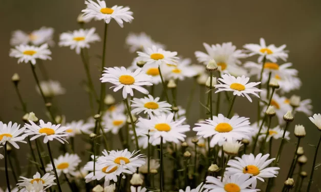 🌌 To Die Means to Be Truth and God: Ego Death Oneness Universe Enlightenment | Master Woo Myung | Santa Clara Meditation