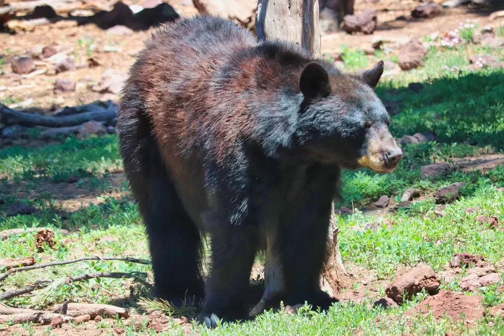 Master Woo Myung postscript repentance human completion truth perseverance meditation