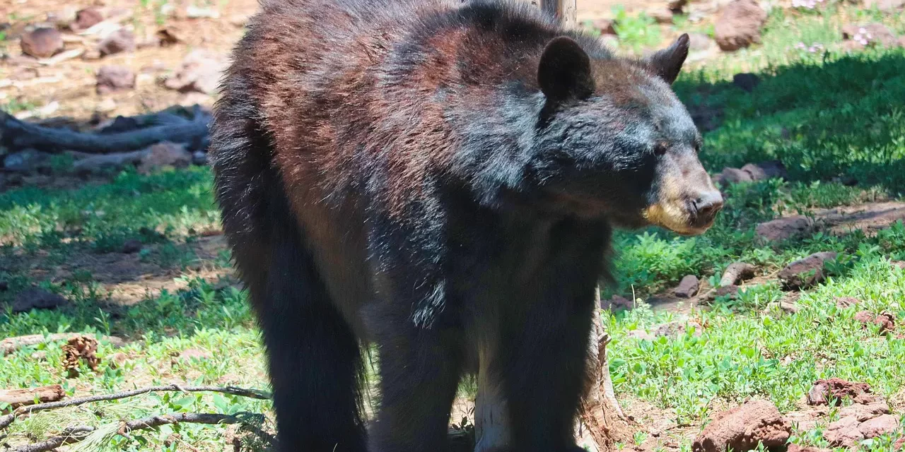 📘 Postscript: Repentance Human Completion Truth Perseverance Meditation | Master Woo Myung | Santa Clara Meditation