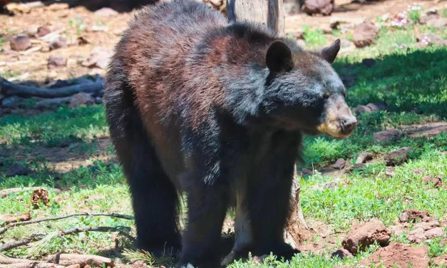 📘 Postscript: Repentance Human Completion Truth Perseverance Meditation | Master Woo Myung | Santa Clara Meditation