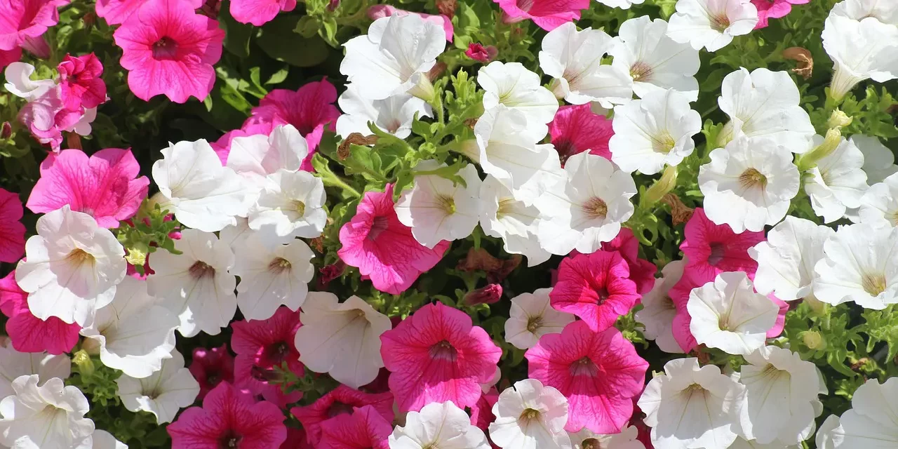 💎 True Riches: Mind Truth Blessings Freedom Purpose of Life | Master Woo Myung | Santa Clara Meditation