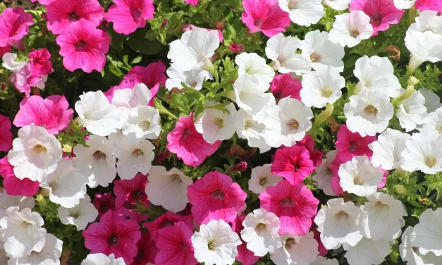 💎 True Riches: Mind Truth Blessings Freedom Purpose of Life | Master Woo Myung | Santa Clara Meditation