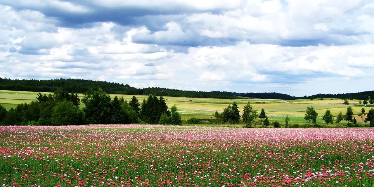 🕊️ HUMANITARIANISM AND A WORLD OF PEACE ONENESS AND EQUALITY | Master Woo Myung | Santa Clara Meditation
