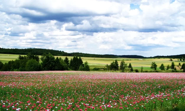 🕊️ HUMANITARIANISM AND A WORLD OF PEACE ONENESS AND EQUALITY | Master Woo Myung | Santa Clara Meditation