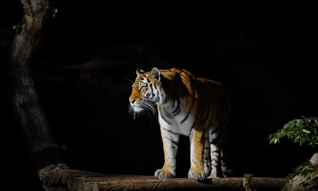 🌟 One’s Body and Mind Must Be Reborn as the Truth of the Universe | Master Woo Myung | Santa Clara Meditation