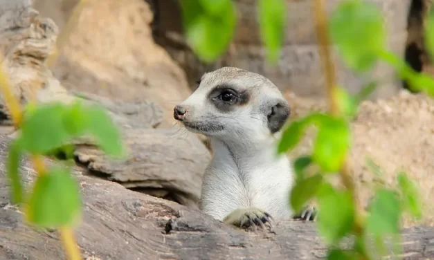 🚀 Overcoming Procrastination: Stop Being Lazy Focus Action Mind Clarity | Master Woo Myung | Santa Clara Meditation