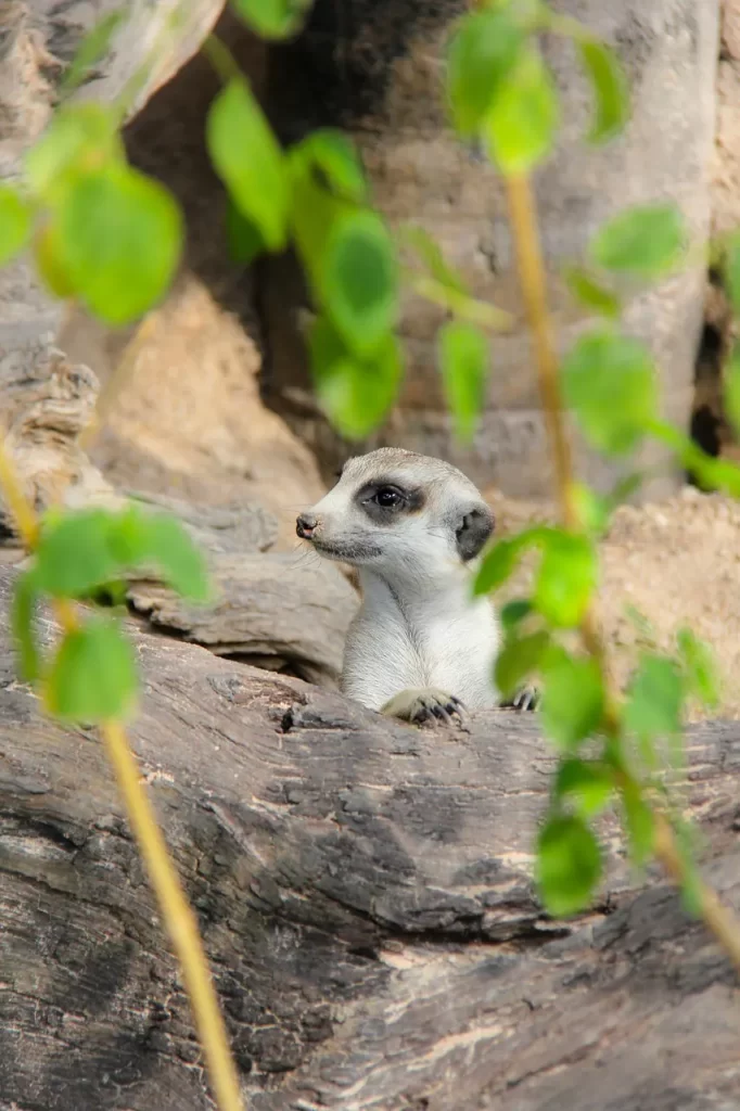 overcoming procrastination stop being lazy focus action meditation teaching