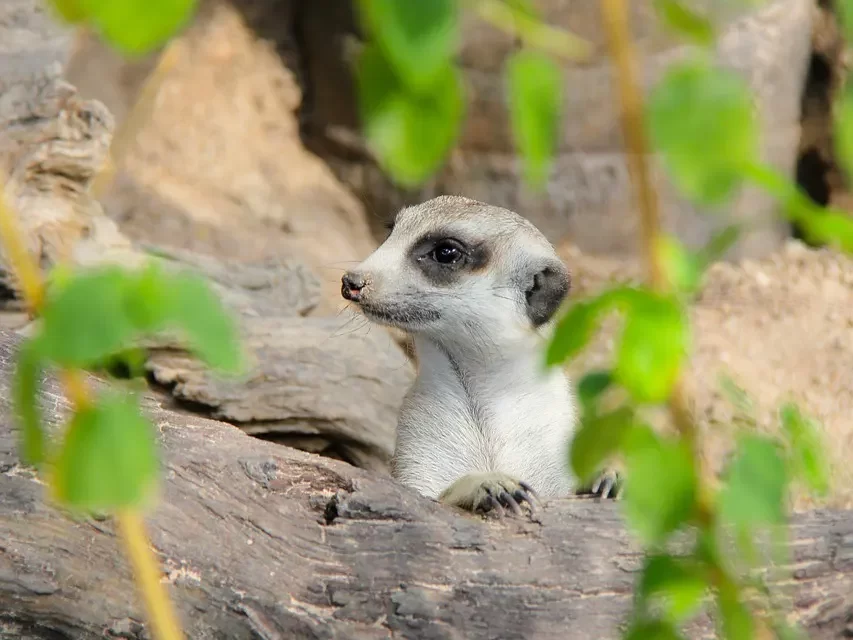 🚀 Overcoming Procrastination: Stop Being Lazy Focus Action Mind Clarity | Master Woo Myung | Santa Clara Meditation