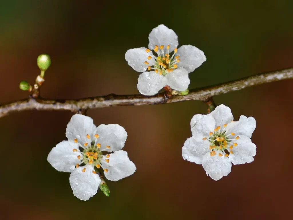 Master Woo Myung positive mind true mind meditation teaching