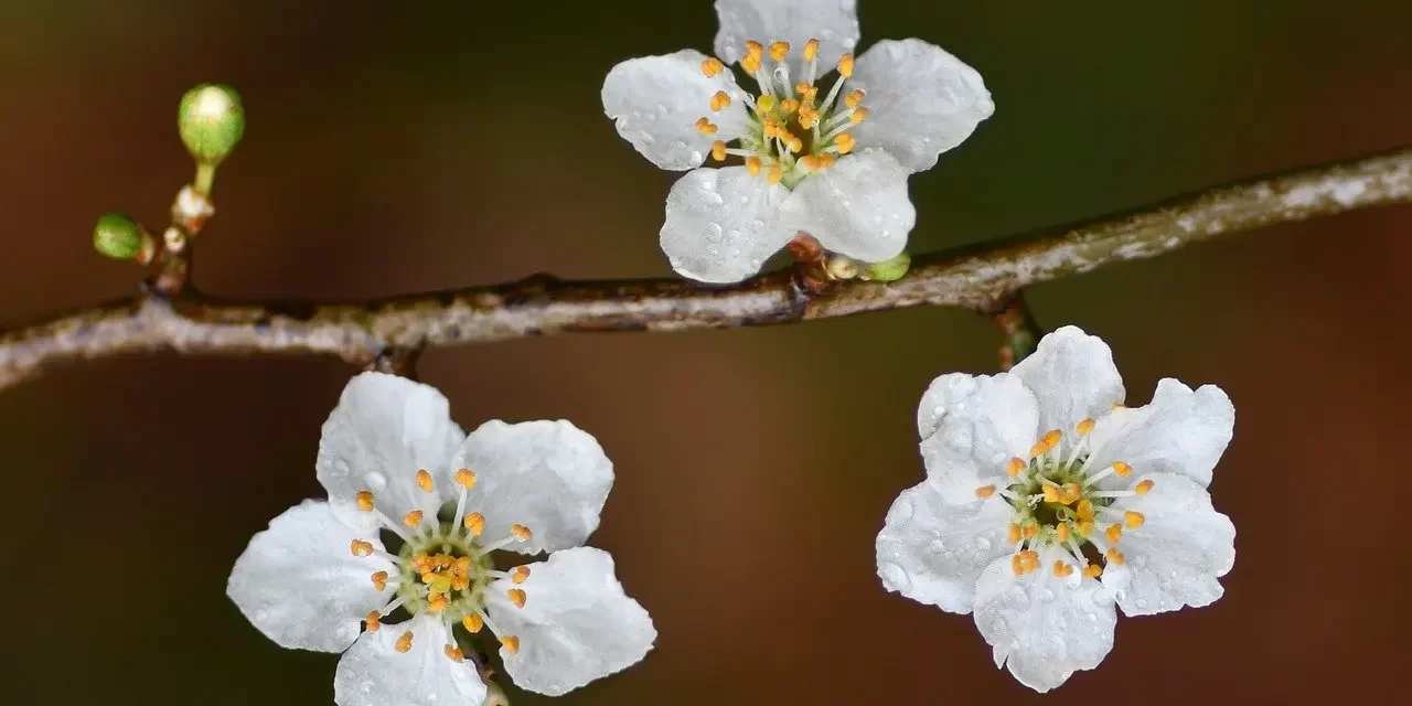 🌞 HOW TO HAVE A POSITIVE MIND TRUE METHOD TO BECOME POSITIVE | Master Woo Myung | Santa Clara Meditation