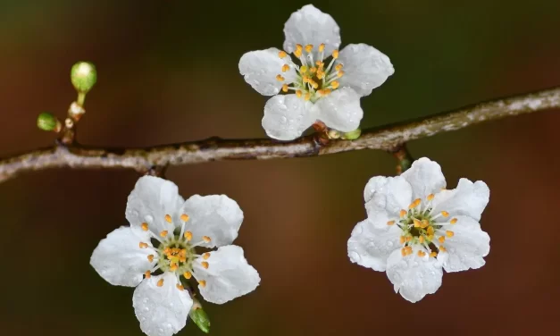 🌞 HOW TO HAVE A POSITIVE MIND TRUE METHOD TO BECOME POSITIVE | Master Woo Myung | Santa Clara Meditation