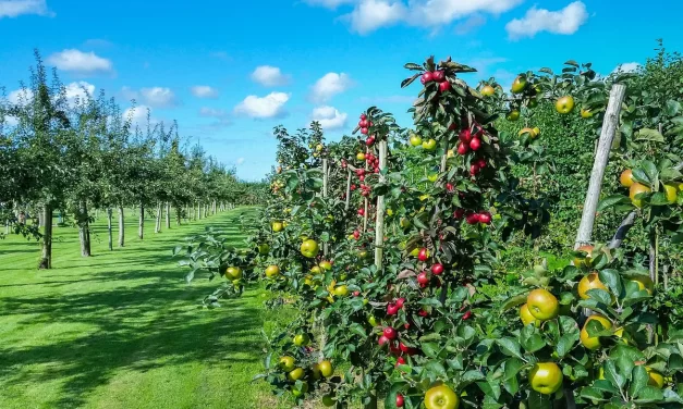 🌿 Original Sin Meaning: Adam Eve Sin Truth Nonexistence Enlightenment | Master Woo Myung | Santa Clara Meditation