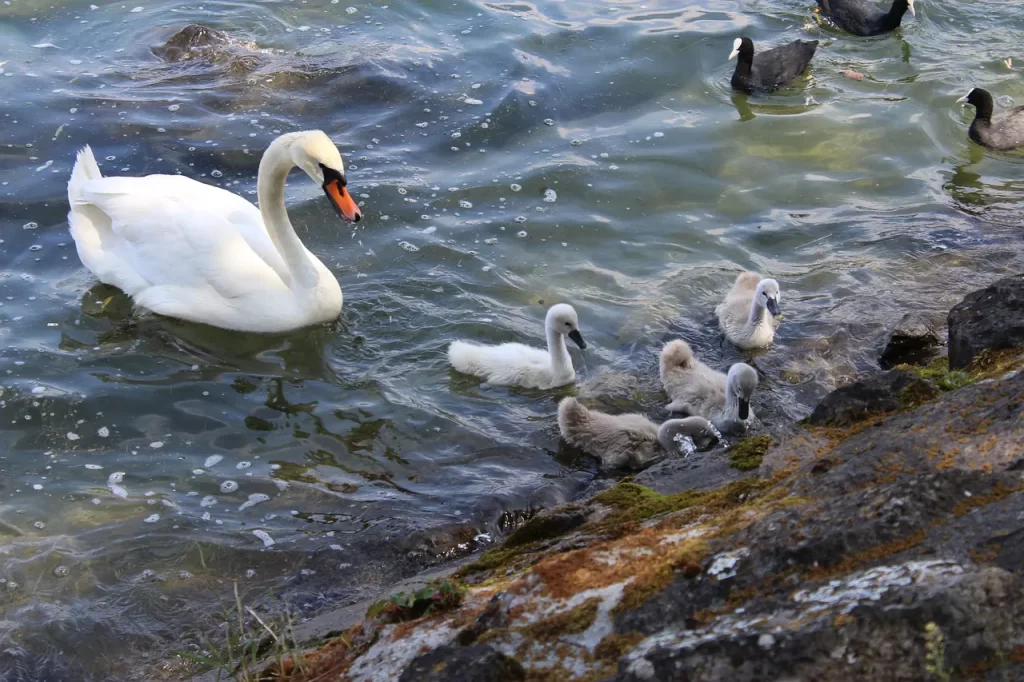 Master Woo Myung holy ghost rebirth truth God freedom burden