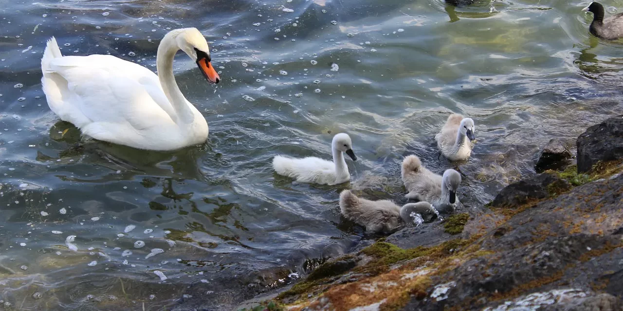 🕊️ Reborn as the Holy Ghost: Freedom Burden Truth God Eternal Heaven | Master Woo Myung | Santa Clara Meditation