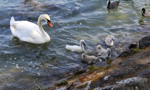 🕊️ Reborn as the Holy Ghost: Freedom Burden Truth God Eternal Heaven | Master Woo Myung | Santa Clara Meditation