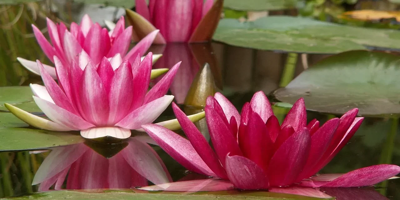 🚀 HOW CAN I DEVELOP MYSELF TRUE SELF DEVELOPMENT METHOD | Master Woo Myung | Santa Clara Meditation