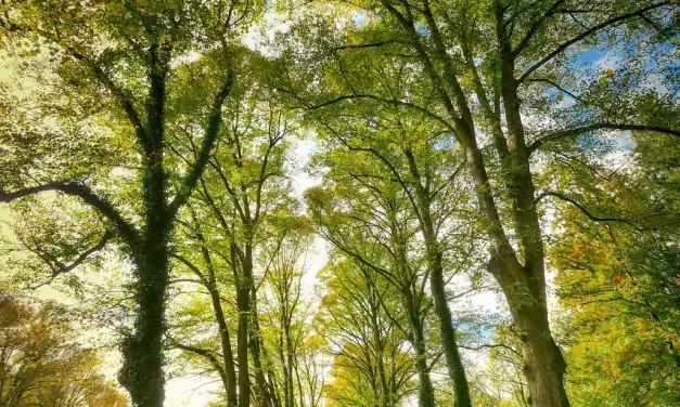 🌌 Eternal Life: Truth Rebirth Universe Consciousness Creator Oneness | Master Woo Myung | Santa Clara Meditation