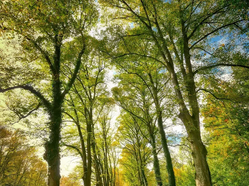 🌌 Eternal Life: Truth Rebirth Universe Consciousness Creator Oneness | Master Woo Myung | Santa Clara Meditation