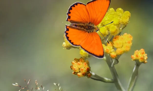 🌍 Mankind’s Last Hope: Becoming One in Truth | Master Woo Myung | Santa Clara Meditation