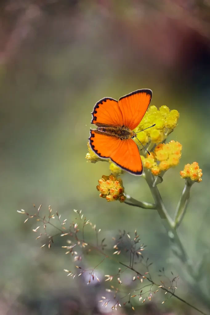 Master Woo Myung mankind last hope unity truth oneness meditation