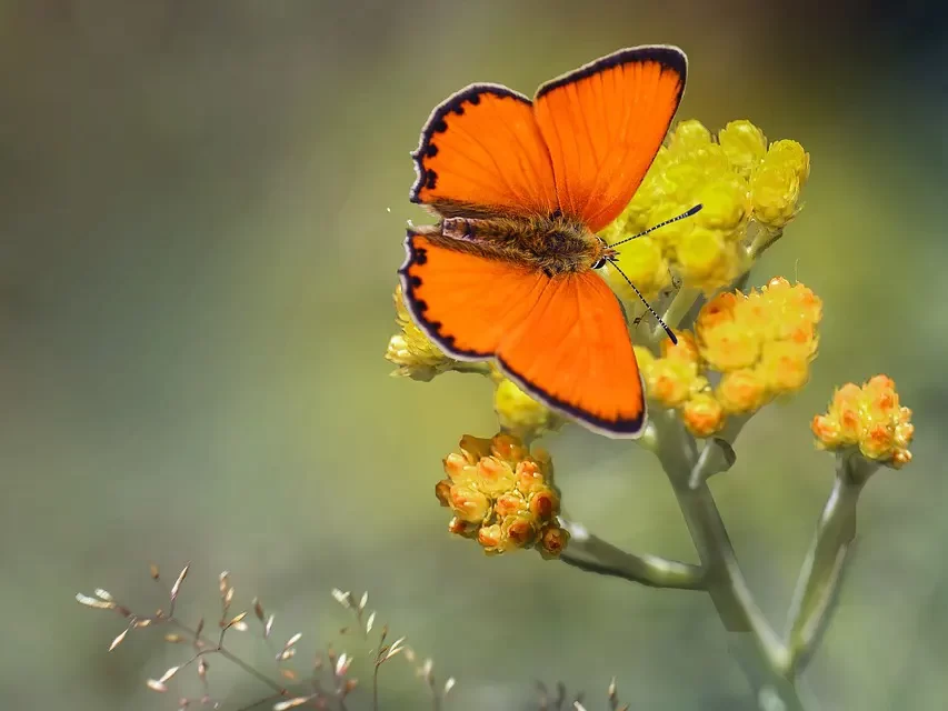 🌍 Mankind’s Last Hope: Becoming One in Truth | Master Woo Myung | Santa Clara Meditation