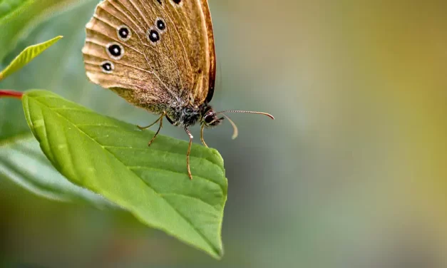 💧 Are You Complete? Awakening to Truth and the Life of Heaven | Master Woo Myung | Santa Clara Meditation