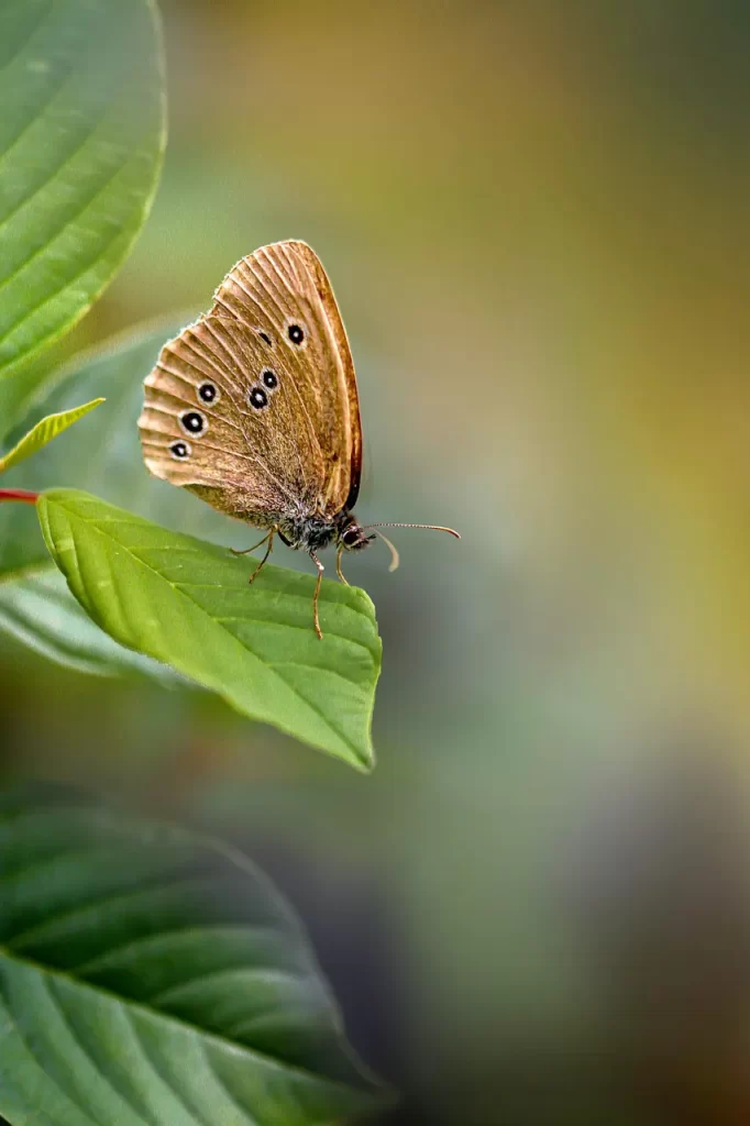 Master Woo Myung are you complete truth rebirth enlightenment heaven meditation teaching