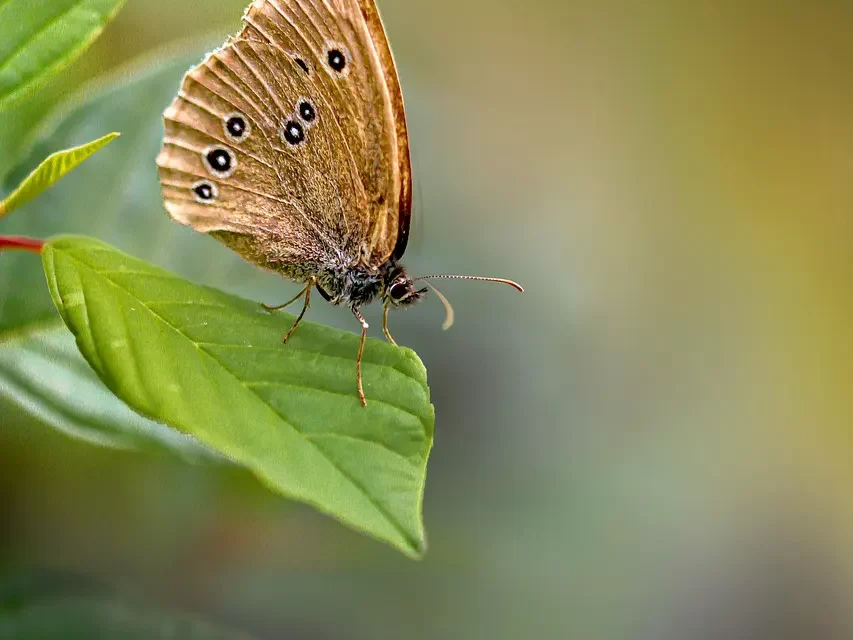💧 Are You Complete? Awakening to Truth and the Life of Heaven | Master Woo Myung | Santa Clara Meditation