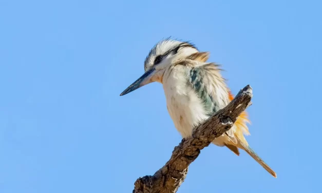 💎 A Rich Mind: When the Universe Becomes You | Master Woo Myung | Santa Clara Meditation