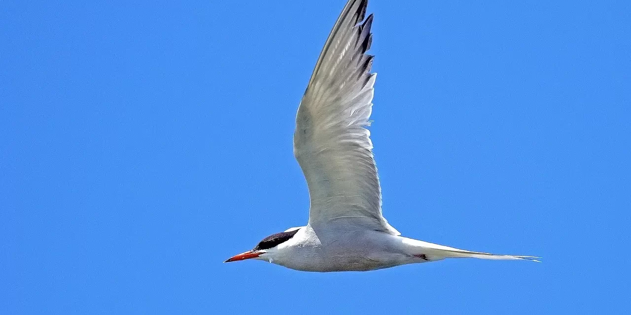 🏡 Returning Home: True Self Truth Heaven Within Awareness | Master Woo Myung | Santa Clara Meditation