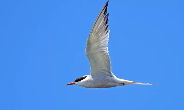 🏡 Returning Home: True Self Truth Heaven Within Awareness | Master Woo Myung | Santa Clara Meditation