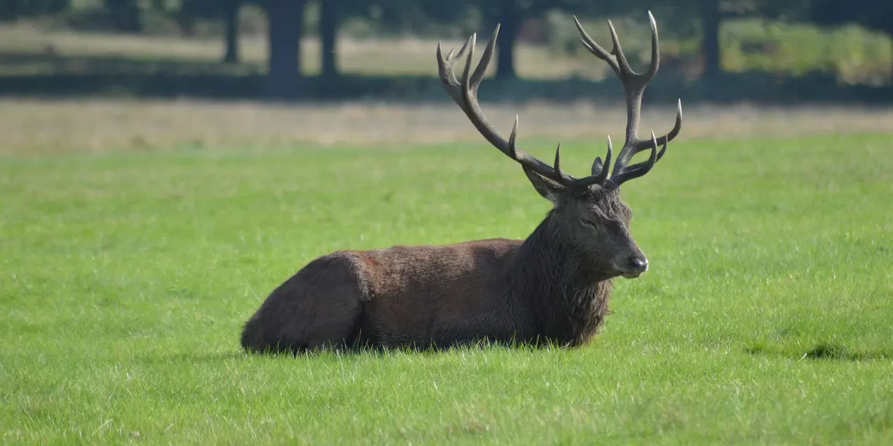 🌿 Only Man Is Dead: Truth God Universe Life Paradise Enlightenment | Master Woo Myung | Santa Clara Meditation