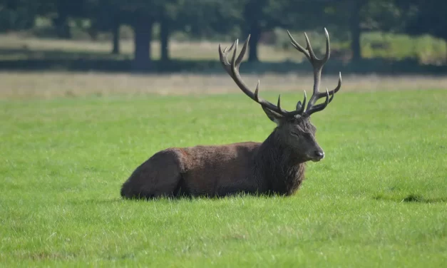 🌿 Only Man Is Dead: Truth God Universe Life Paradise Enlightenment | Master Woo Myung | Santa Clara Meditation