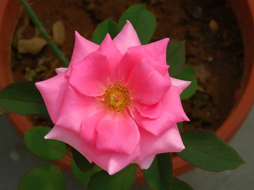 Master Woo Myung communication wisdom ego mind truth