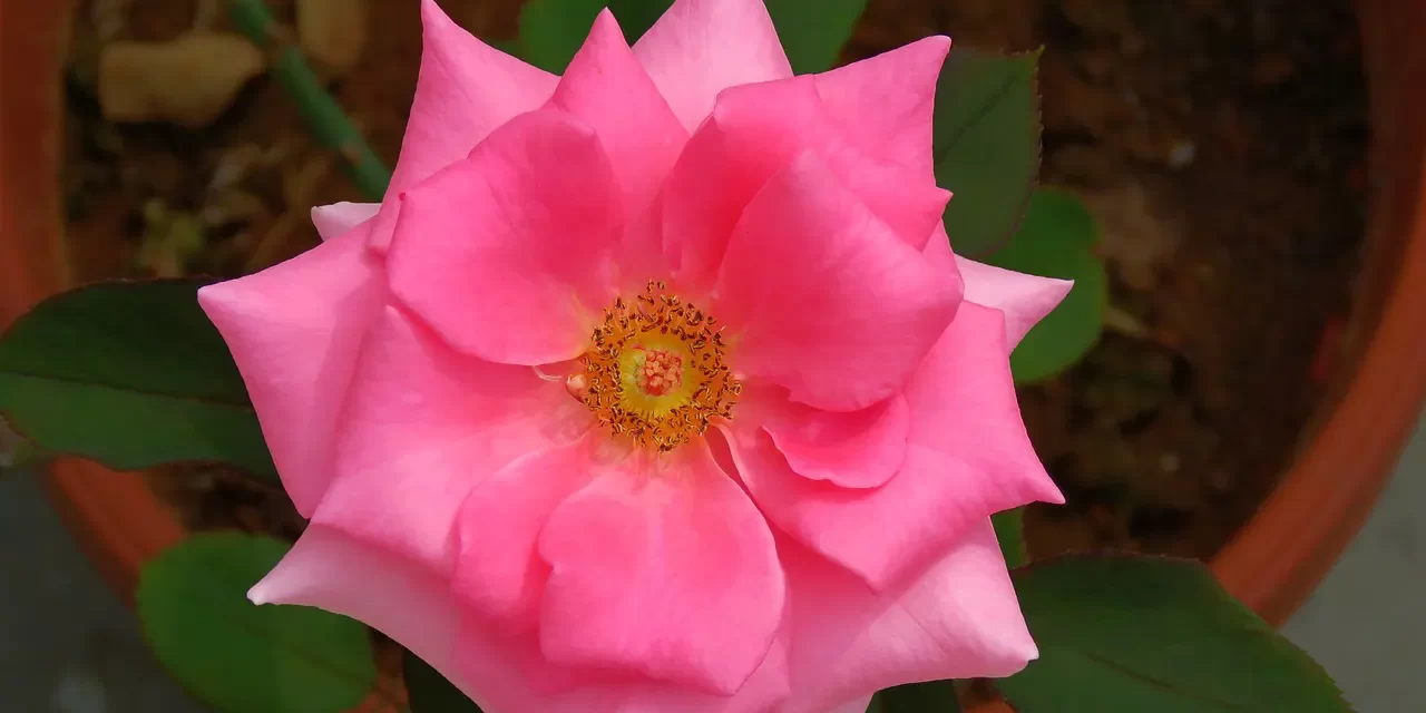 🗣️ How to Speak to People: Communication Wisdom Ego Mind Truth Relationships | Master Woo Myung | Santa Clara Meditation