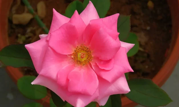 🗣️ How to Speak to People: Communication Wisdom Ego Mind Truth Relationships | Master Woo Myung | Santa Clara Meditation