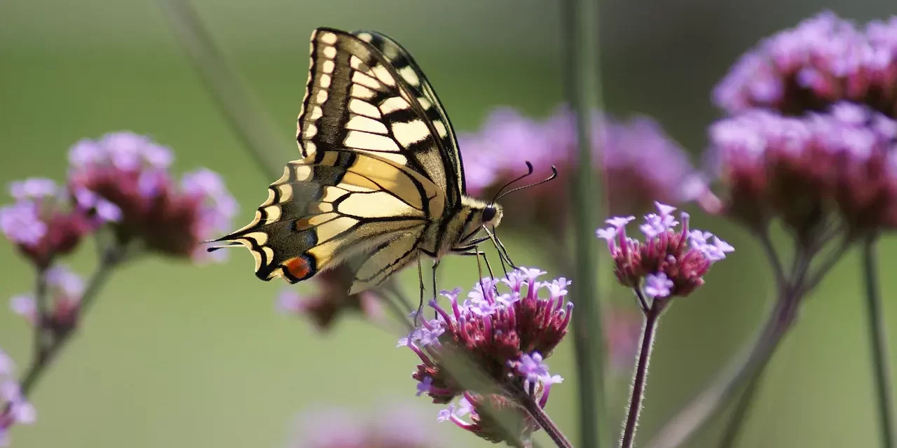 🌙 HOW TO DEAL WITH LONELINESS TRUE CAUSE AND REAL SOLUTION | Master Woo Myung | Santa Clara Meditation