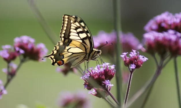 🌙 HOW TO DEAL WITH LONELINESS TRUE CAUSE AND REAL SOLUTION | Master Woo Myung | Santa Clara Meditation
