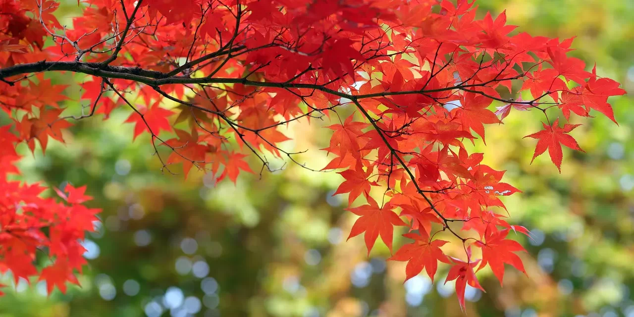 🌿 Mother Sister: Heaven Work Sacrifice Truth Enlightenment | Master Woo Myung | Santa Clara Meditation