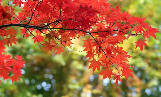 🌿 Mother Sister: Heaven Work Sacrifice Truth Enlightenment | Master Woo Myung | Santa Clara Meditation