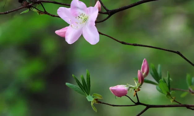 ✨ What Does God Mean: Spirit Soul Truth Universe Salvation | Master Woo Myung | Santa Clara Meditation