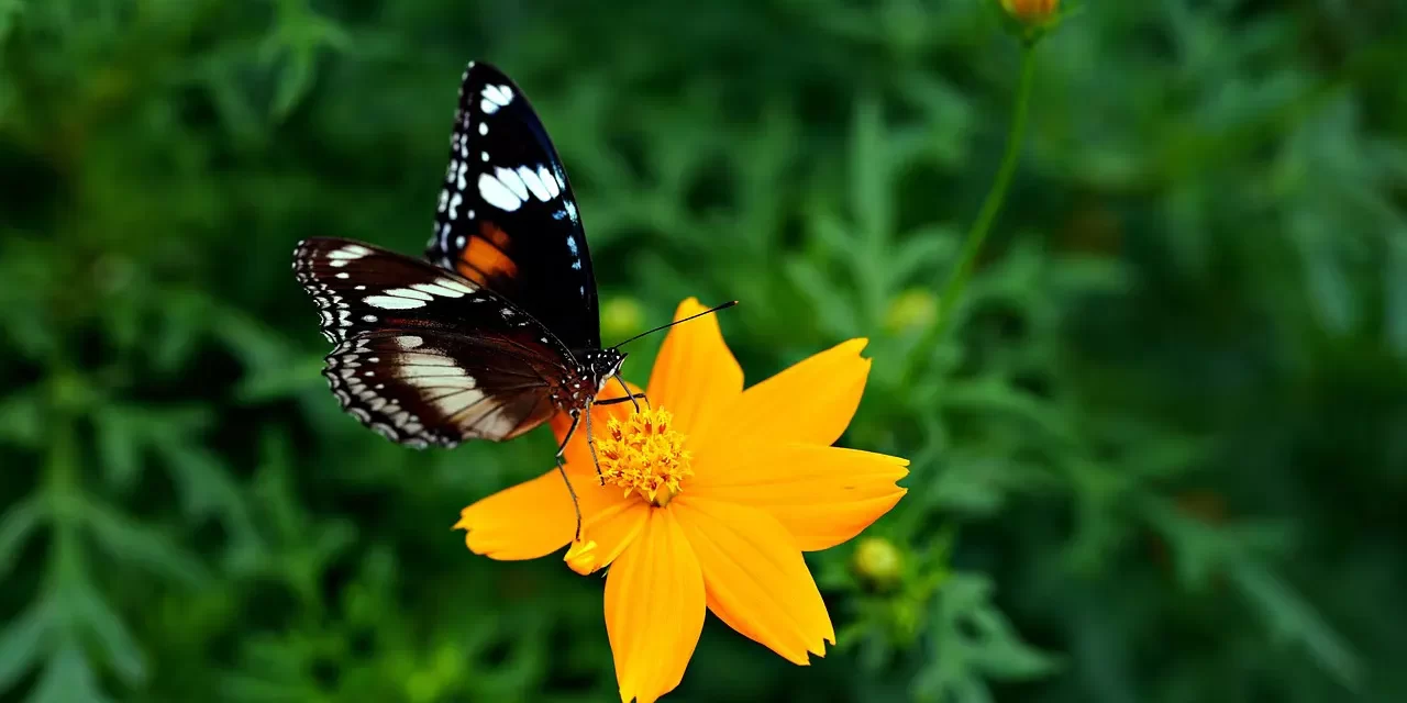 🌿 The Life of a Person Who Is Alive: Truth Living Awareness Heaven Hell Reality | Master Woo Myung | Santa Clara Meditation