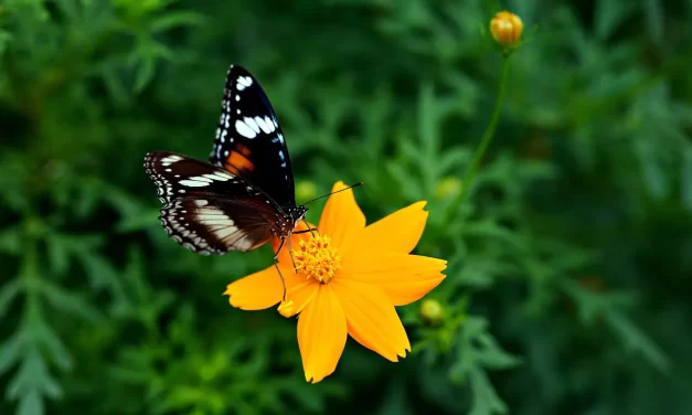 🌿 The Life of a Person Who Is Alive: Truth Living Awareness Heaven Hell Reality | Master Woo Myung | Santa Clara Meditation