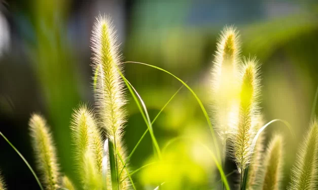 🙏 Mea Culpa Meaning: Catholic Repentance Sin Truth Self Reflection | Master Woo Myung | Santa Clara Meditation