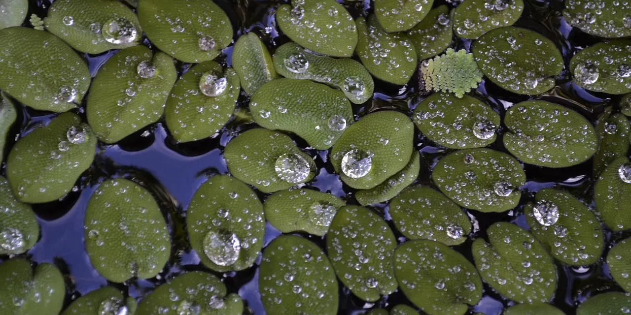 🍃 Duckweed: Life Meaning Emptiness Loneliness Truth Awakening | Master Woo Myung | Santa Clara Meditation