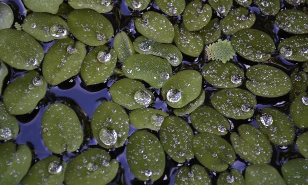 🍃 Duckweed: Life Meaning Emptiness Loneliness Truth Awakening | Master Woo Myung | Santa Clara Meditation